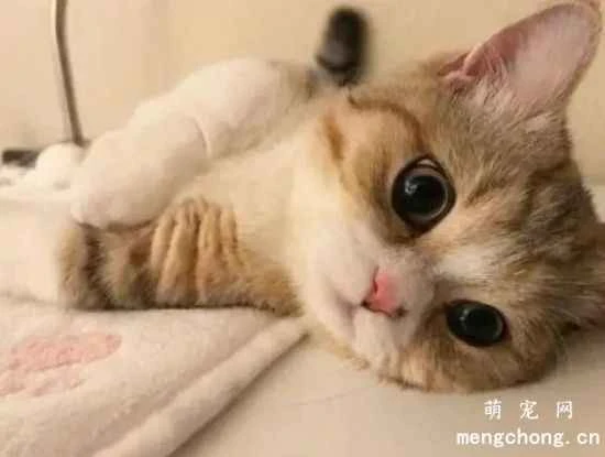 How to keep your cat healthy both physically and mentally? Signs of psychological stress in cats.