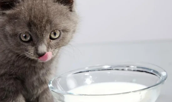 Can cats drink milk? What about yogurt, cheese, and milk powder?