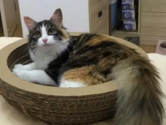 What does "Northeast backyard cat" mean?