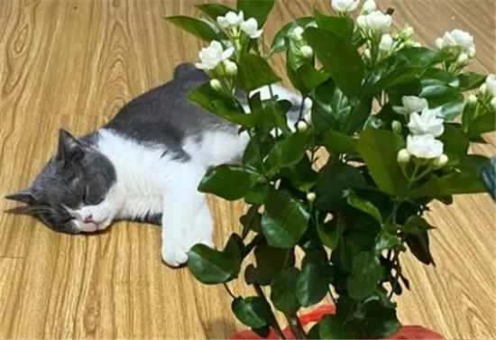 Is jasmine poisonous to cats?