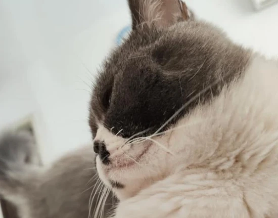 Why do cats not let their owners hold them but always follow them around?