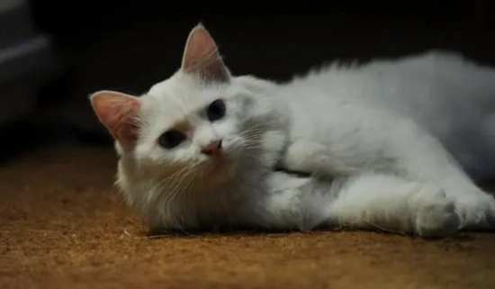 People who are liked by cats are spiritual.