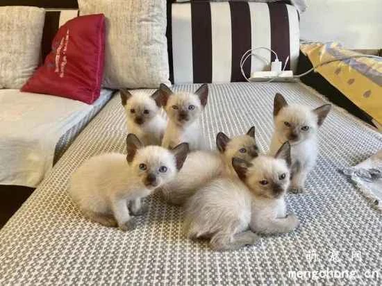 How to raise a Siamese kitten? They are in their growth period between 2 and 5 months.