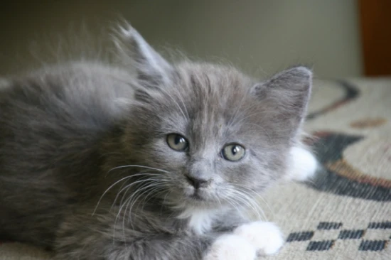 Reasons why you shouldn't marry a man who owns a cat