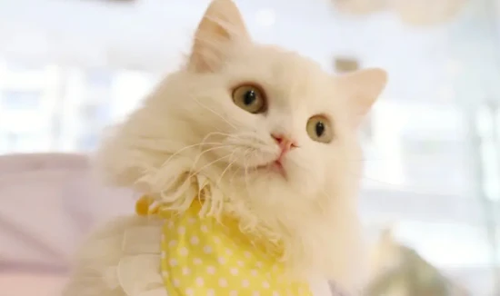 What kind of cat is Fairy Cat?