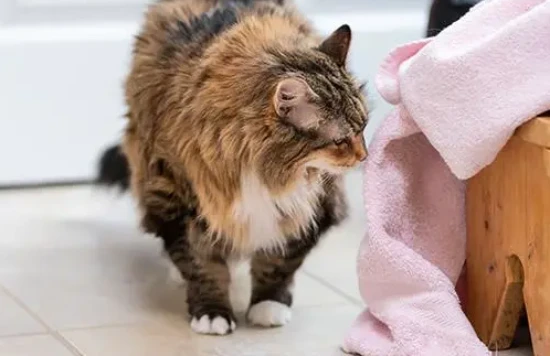 Are mothballs harmful to cats if they smell them?