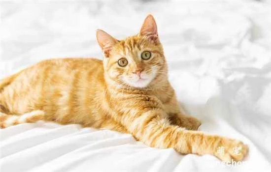 How can I ensure that my cat and I don't disturb each other while sleeping?