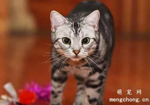 Should cats have their toes trimmed? What is the purpose of a cat's claws?