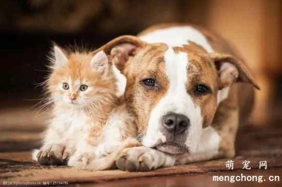 Can I keep other small animals if I have a cat?