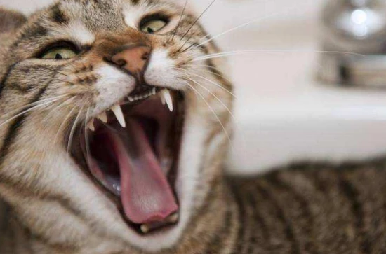 Do cats have rabies?