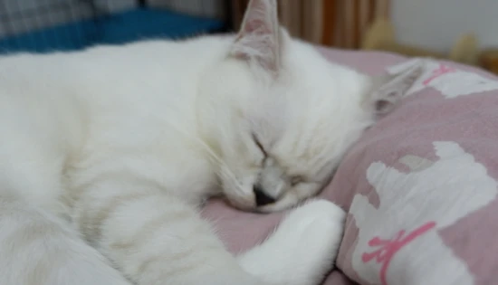 The kitten always wants to climb onto the bed to sleep.