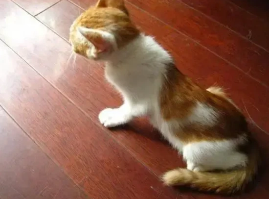 How to determine the size of a kitten