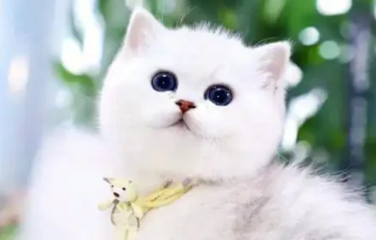 Is the silver-white cat a silver shaded cat?