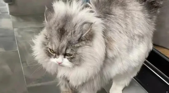 What are the signs of stress in cats?