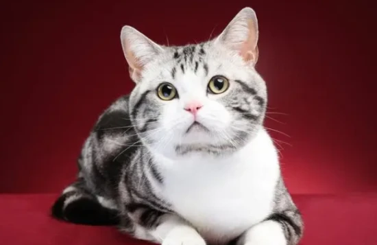 Which cat doesn't meow much?