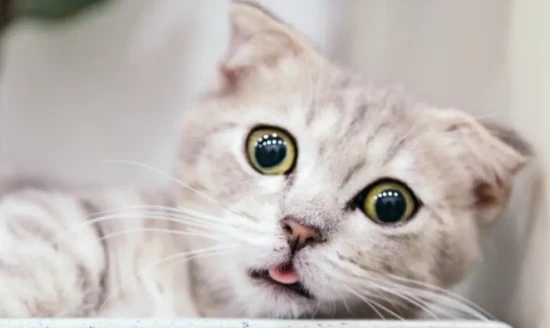 When a cat sticks its butt out, it's not just being affectionate; it's actually sending you these signals!