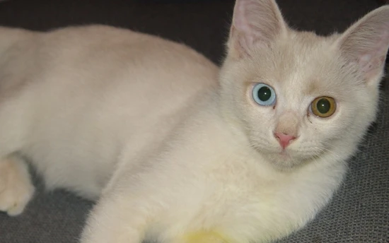 A cat with one blue eye and one yellow eye