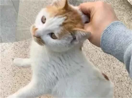 Why do cats become docile when the scruff of their necks is pinched?