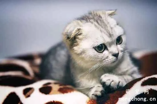 Dietary taboos for Exotic Shorthair cats (Garfield cats)