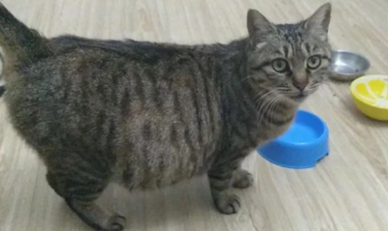 What to do if the mother cat has no milk?