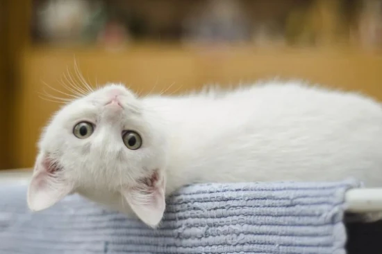 If your cat exhibits these behaviors, it proves you've failed at raising a cat.