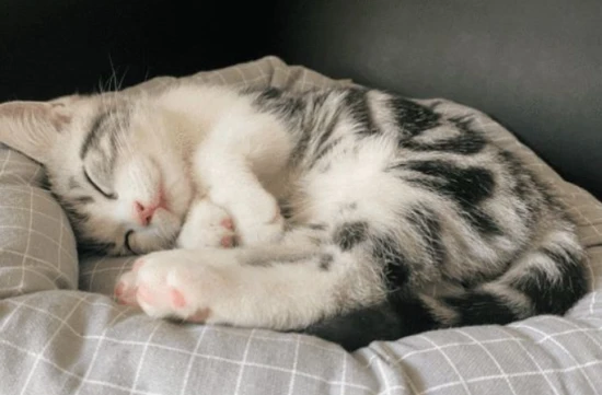 What do I need to prepare to raise a cat?