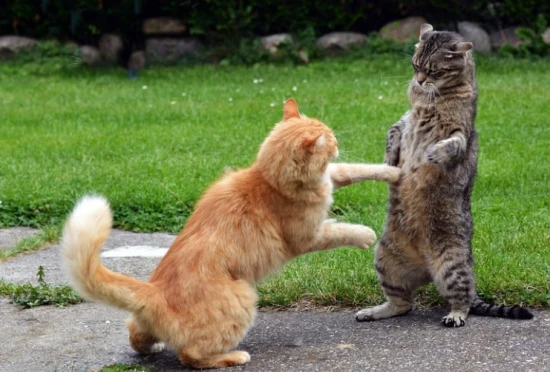 How to tell if cats are fighting or playing?