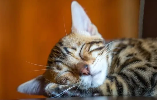 What does a pen holder cat look like?