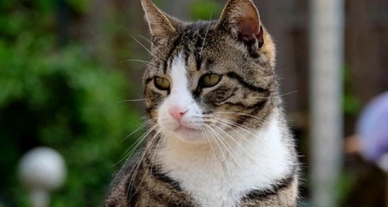 Which cat is cheap and easy to care for?