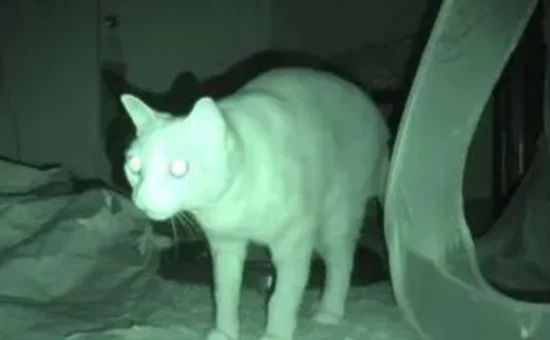 Why do cats' eyes glow at night?