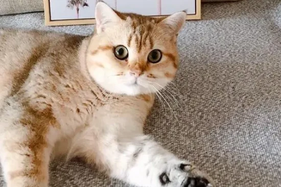 Effects of taurine on cats