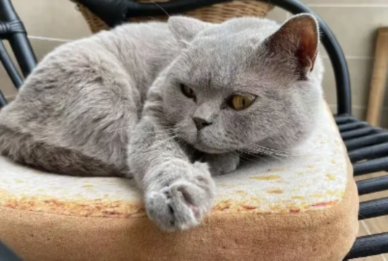 What to do if your cat has rhinitis or allergies?