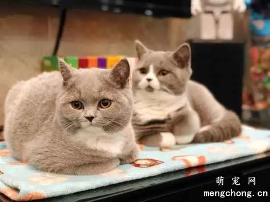 What should you pay attention to when feeding British Shorthair cats?
