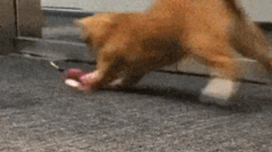 猫咪老是半夜咬我，是要我起来陪TA玩吗？