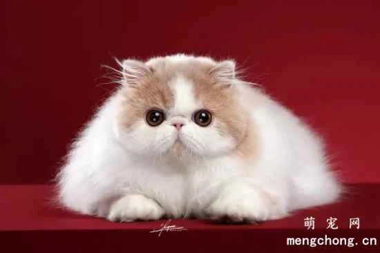 Garfield (Exotic Shorthair) Cat Feeding Tips and Precautions