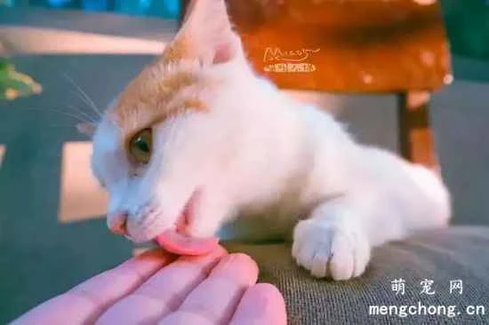Do cats like to lick people?