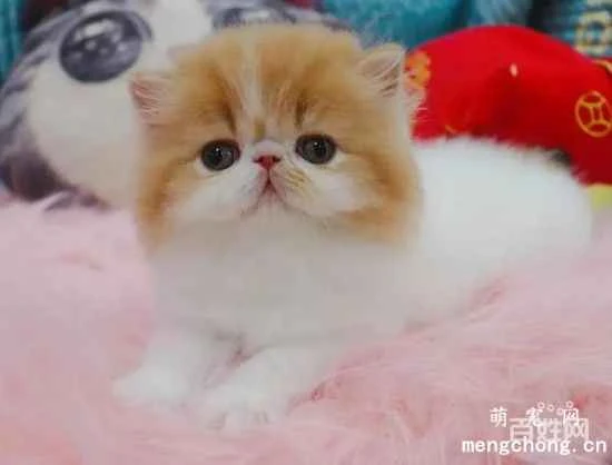 Do cats blink? They usually blink only once every 3 to 4 minutes.