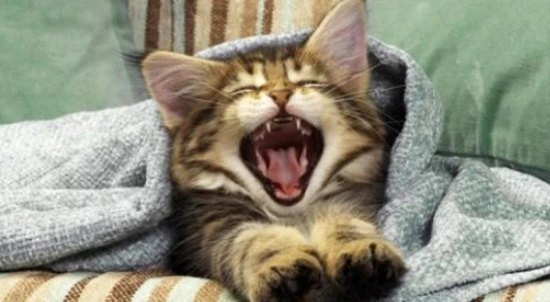 Why does my cat keep meowing all day long?