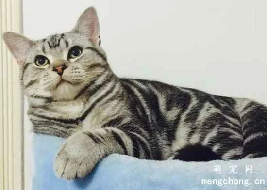 What are the behavioral habits of tabby cats?