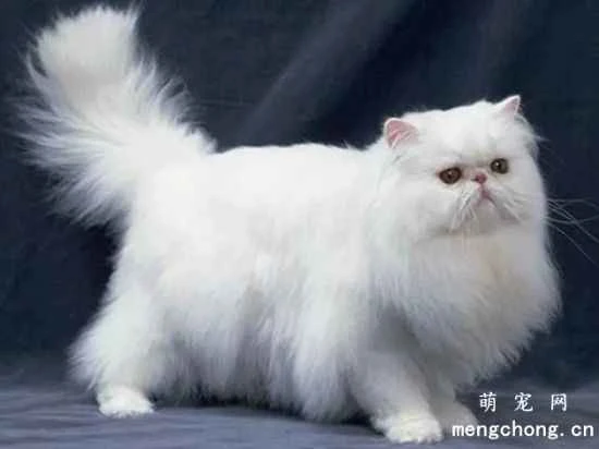 Persian cat's lifestyle and personality traits