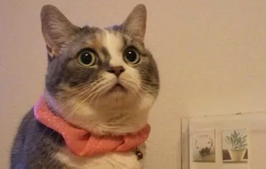 How long can a cat with feline dwarfism live?