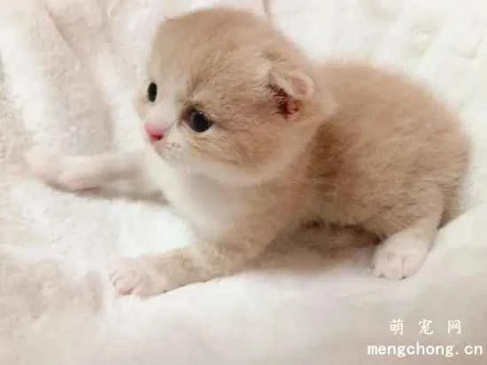 What causes a cat to eat less? How can I increase my cat's appetite?