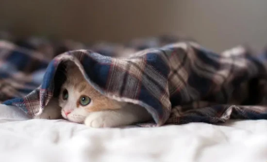 Is your cat shedding a lot? Here are 4 reasons and solutions that every cat owner should know.