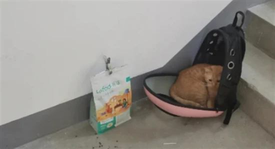 How to find a lost cat in the stairwell