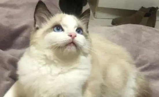 How to tell if a cat has fleas