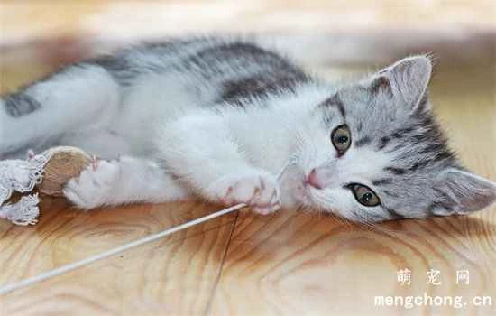 What plants can cats eat?