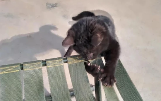 What behaviors do cats with high emotional intelligence exhibit?