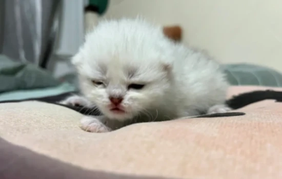 How many days after a kitten opens its eyes can it walk on its own?