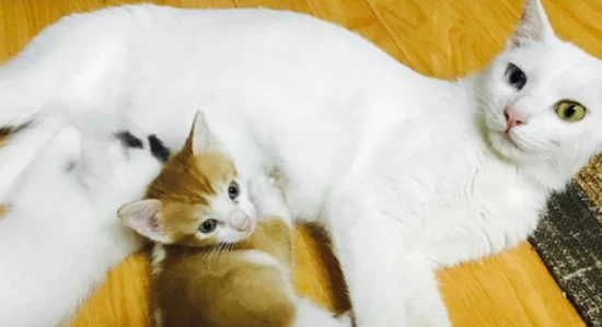 Will the mother cat be sad if I give the kitten away?