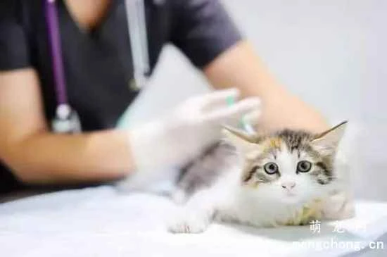 At what age can cats be dewormed?